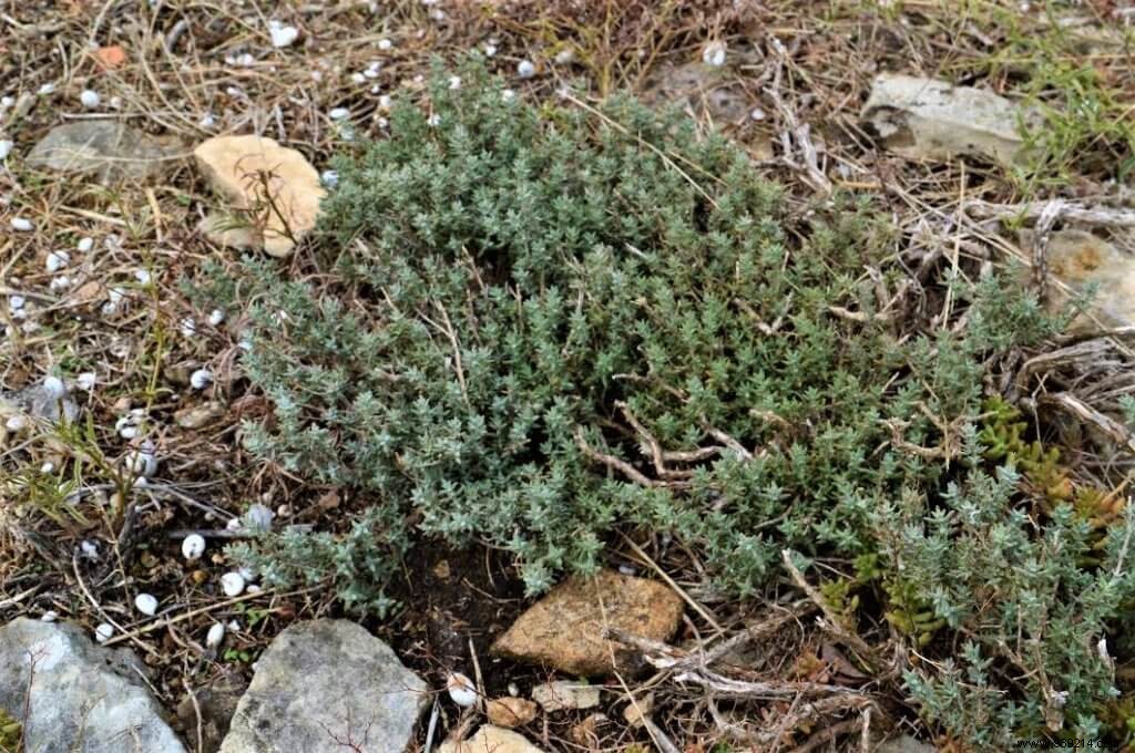 Thyme, Wild Thyme, Savory, and Farigoulette: Aromatic Garden Essentials