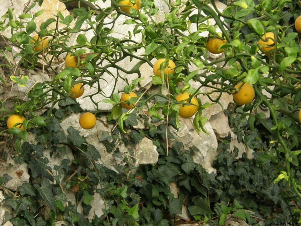 Untangling French Plant Name Confusions: Expert Guide to Botanical Realities