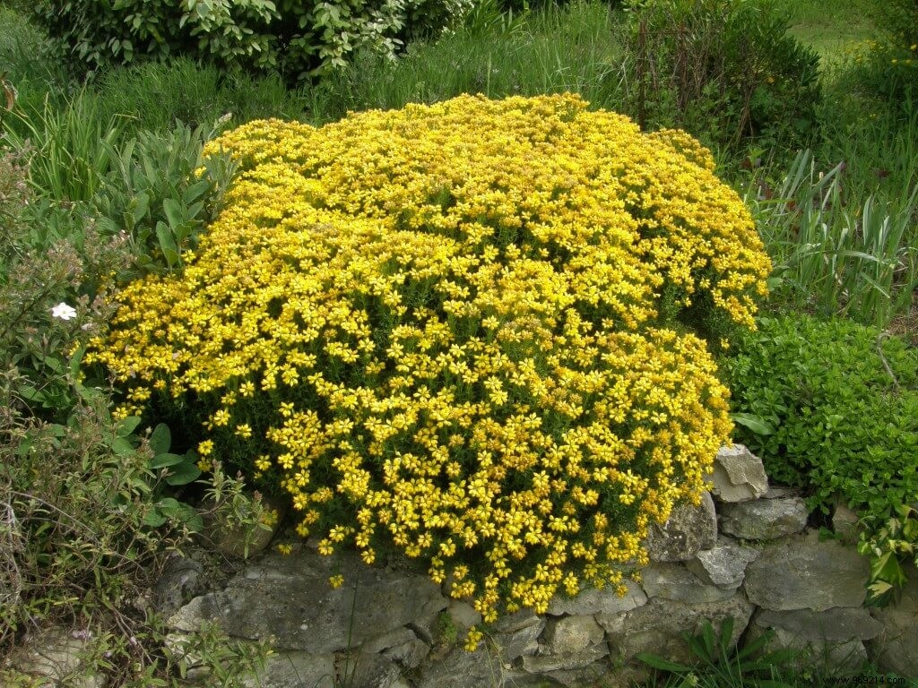 Untangling French Plant Name Confusions: Expert Guide to Botanical Realities