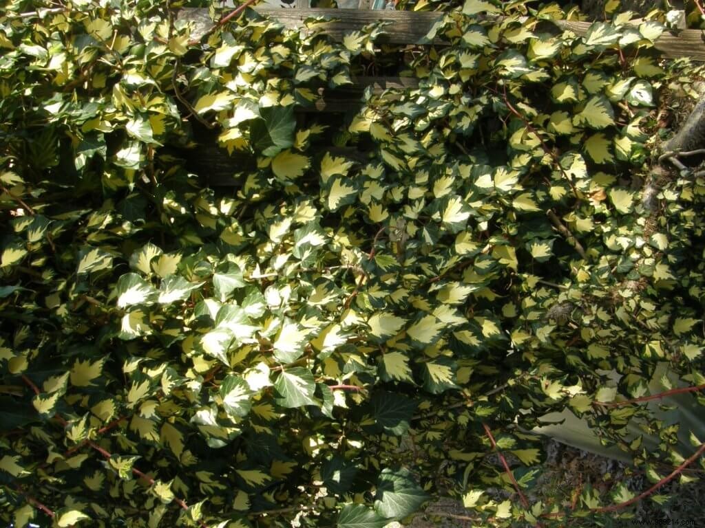 Ground Cover Plants: A Low-Maintenance, Eco-Friendly Alternative to Traditional Lawns