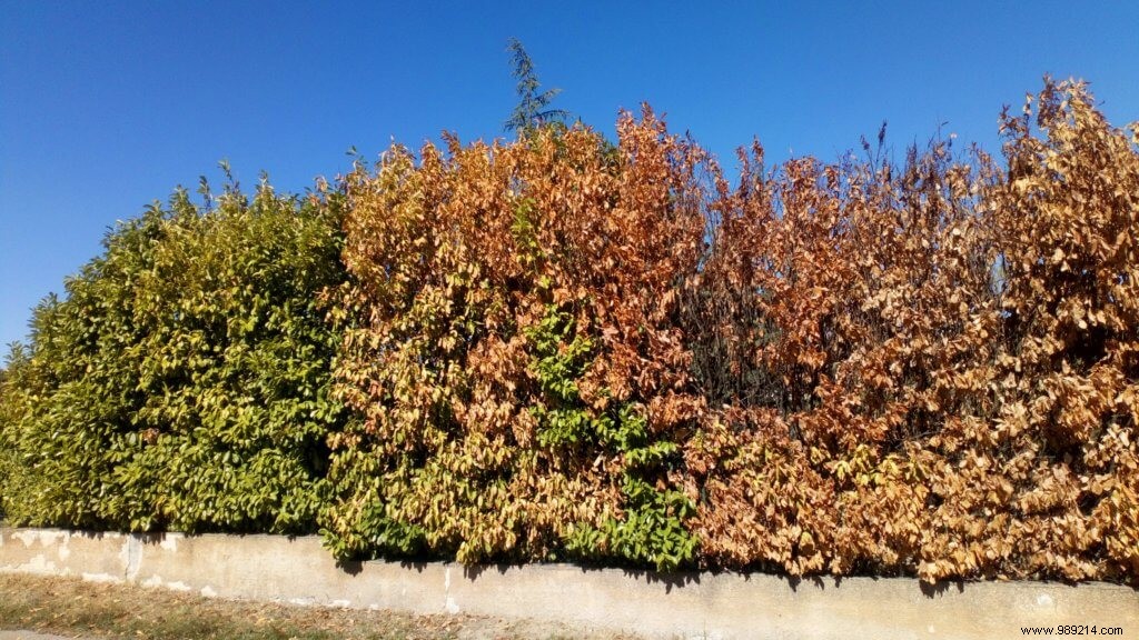 Reviving Trees and Shrubs from Drought Damage: Expert Recovery Guide