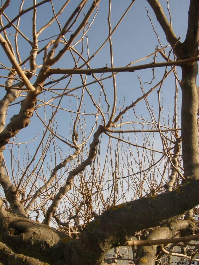 How to Prune a Mulberry Tree with Sagging, Weeping Willow-Like Branches: Expert Advice