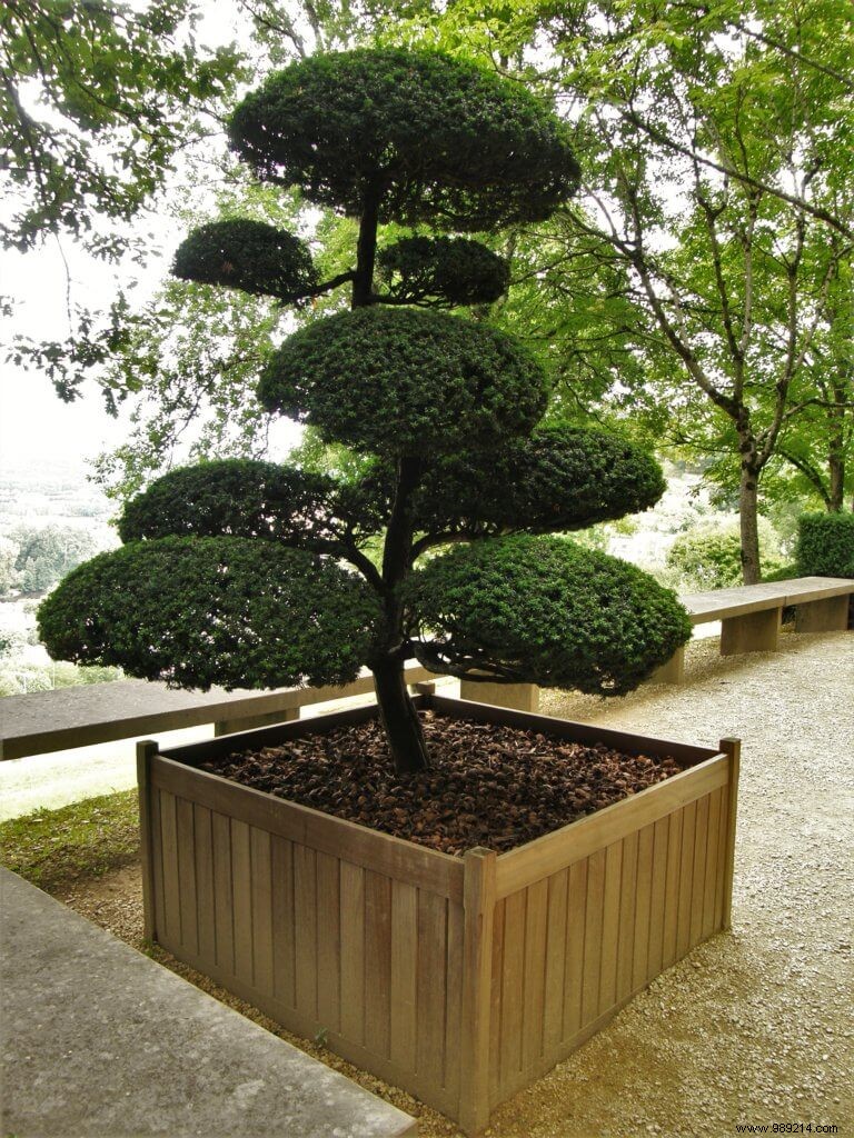 Expert Guide to Planting Window Boxes, Balconies, and Pots