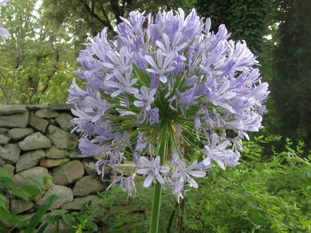 Expert Guide to Choosing and Planting Summer Bulbs