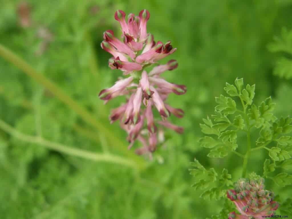 Effective Weed Management: Proven Natural Strategies for Your Garden