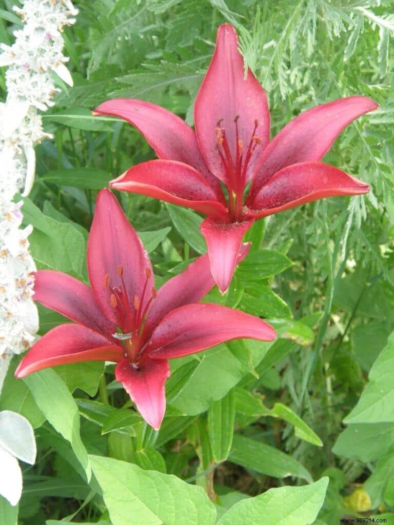 Expert Guide to Choosing and Planting Summer Bulbs