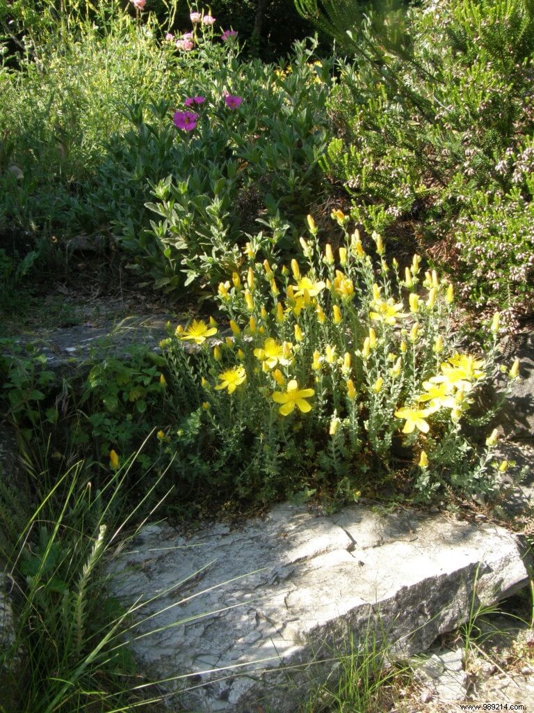 Effective Weed Management: Proven Natural Strategies for Your Garden