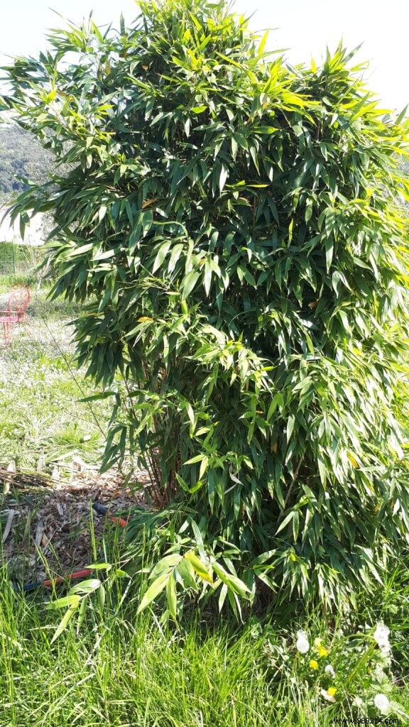 How to Safely Remove Invasive Bamboo from Your Garden: Expert Guide