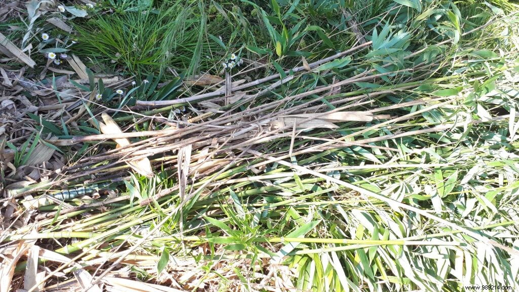 How to Safely Remove Invasive Bamboo from Your Garden: Expert Guide
