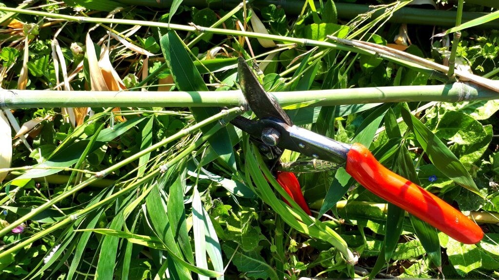 How to Safely Remove Invasive Bamboo from Your Garden: Expert Guide