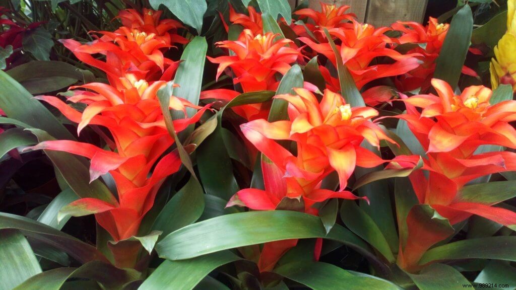 Why Move Houseplants Outdoors in Summer: Timeless Gardening Wisdom