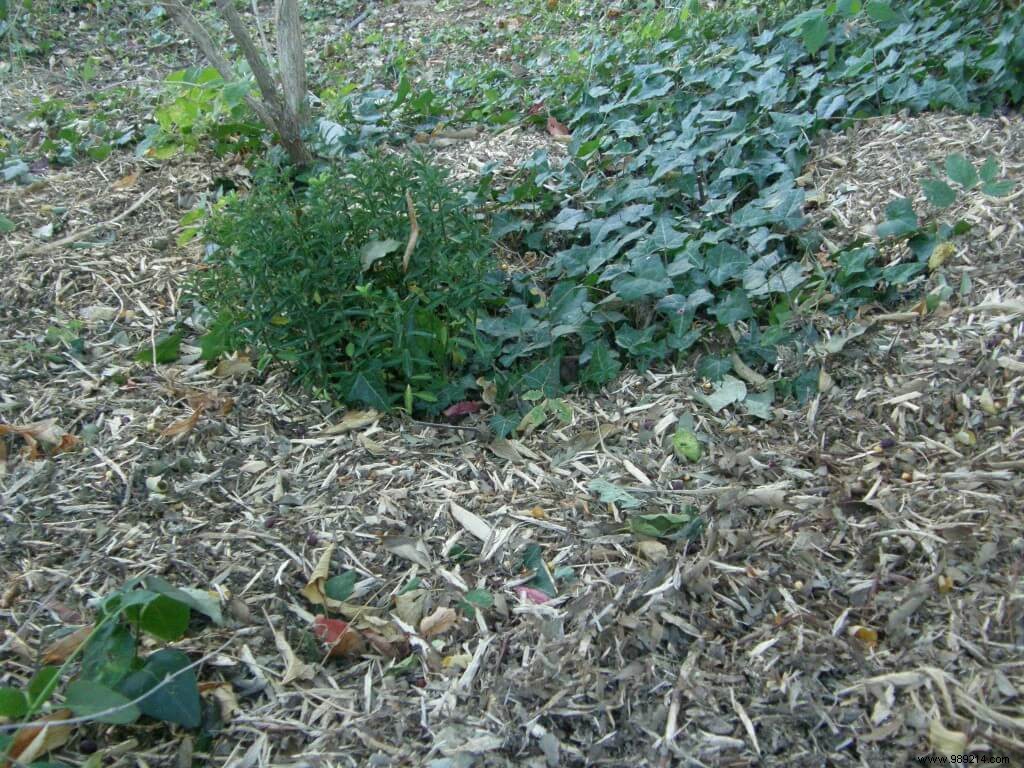 Pesticide-Free Gardening: Mulching Mastery (Part 5 of 10)