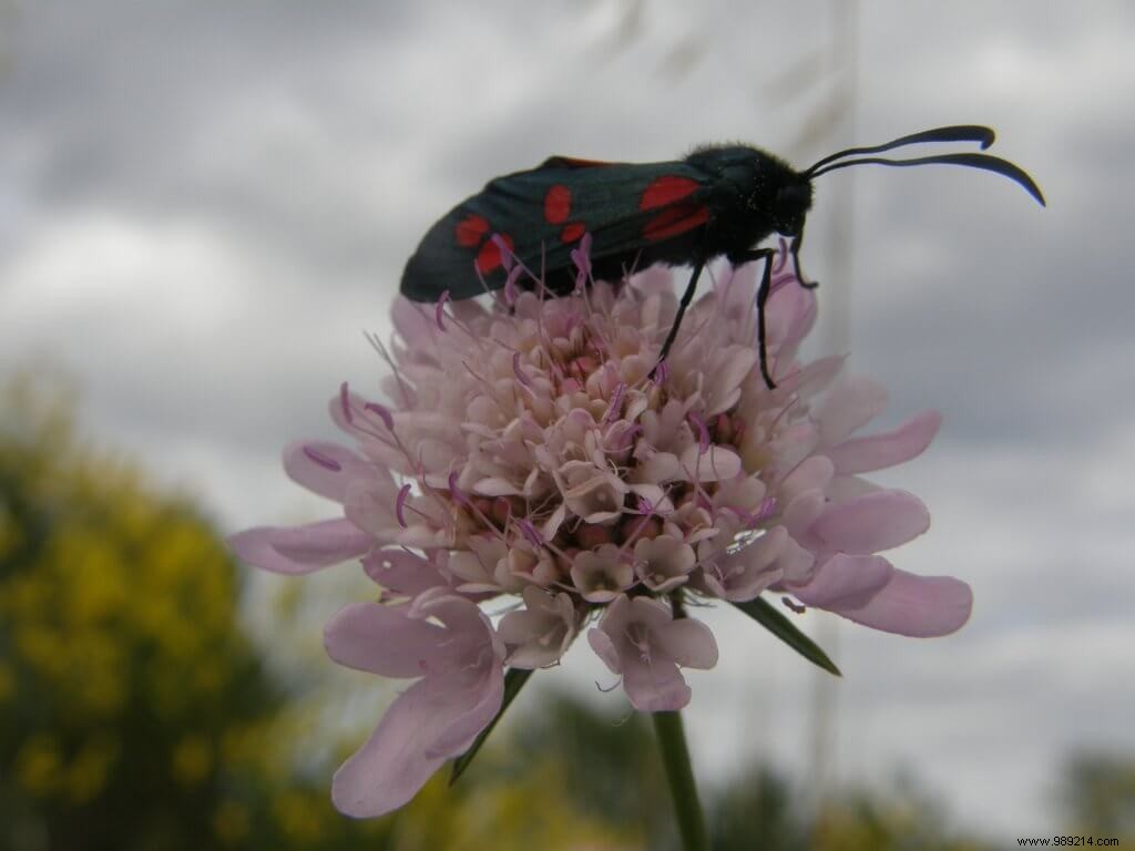 10 Proven Garden Techniques to Eliminate Pesticides: Boost Biodiversity (Part 2/10)