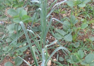 Going Pesticide-Free in Your Garden: Companion Planting Strategies (Part 9 of 10)