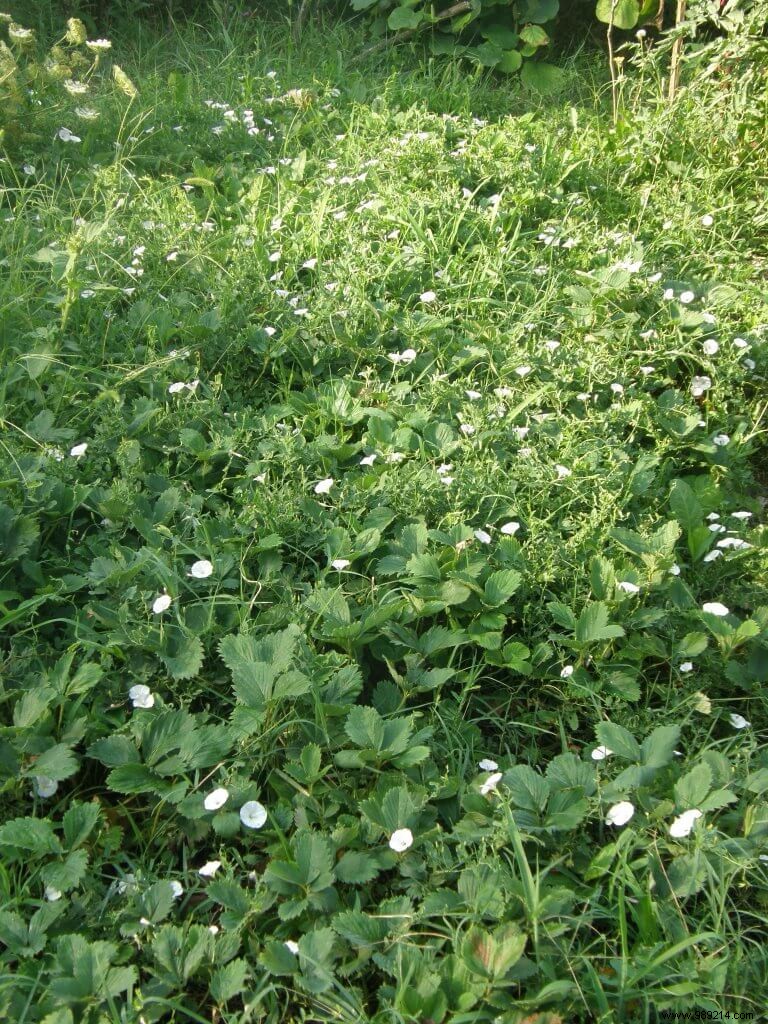 Pesticide-Free Gardening: Effective Invasive Plant Management (Part 6 of 10)