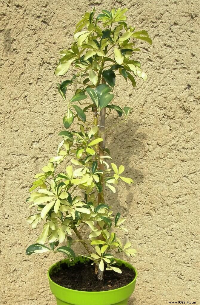 Beware: Why Most Houseplant Leaves Are Poisonous and Unsafe to Eat