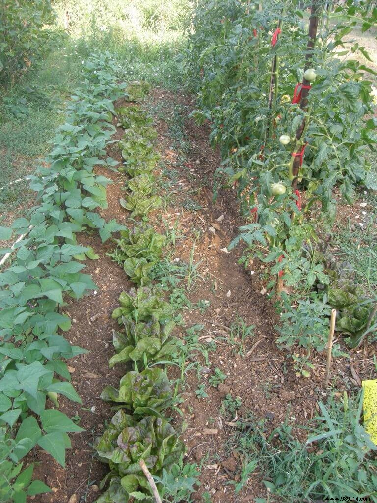 How to Freeze Excess Green Beans: Expert Preservation Tips for Gardeners