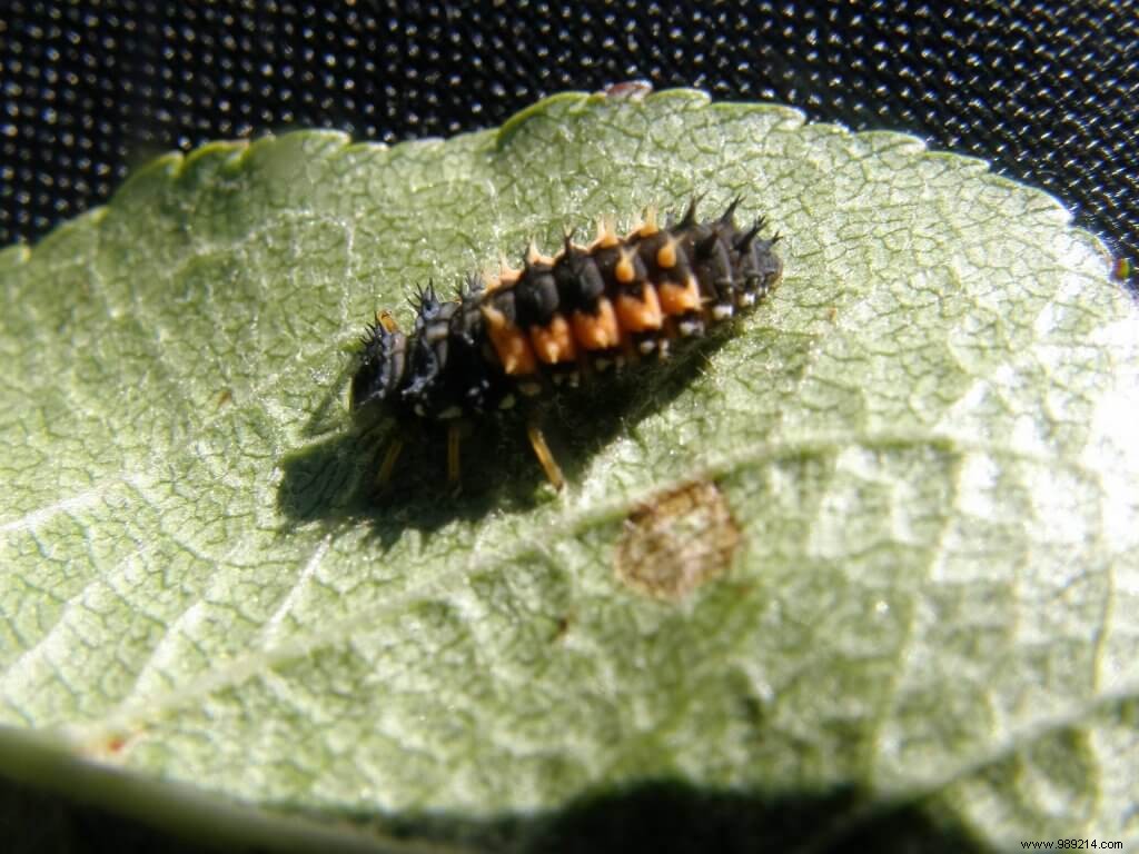 Can We Garden Without Pesticides? How Plant Protection Products Work (Part 2)