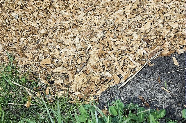 Boost Your Garden Soil with RCW: Ramial Chipped Wood Benefits and Expert Tips