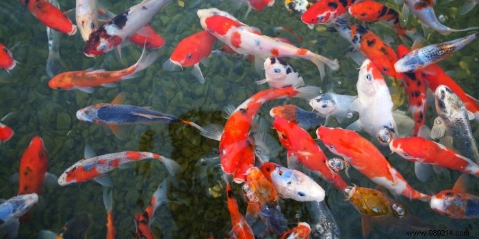 How to Choose the Best Food for Healthy Koi Carp