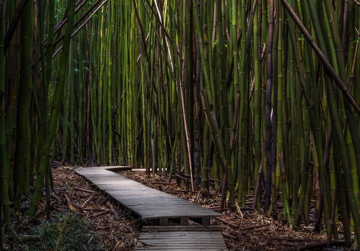 Essential Tools and Step-by-Step Guide to Building a DIY Bamboo Fence