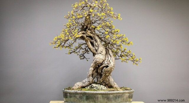 Why Start Growing Bonsai? Reconnect with Nature, Patience, and Timeless Beauty