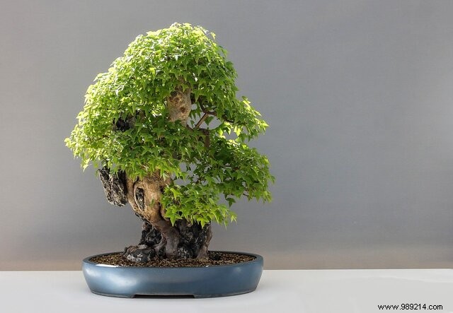 Why Start Growing Bonsai? Reconnect with Nature, Patience, and Timeless Beauty
