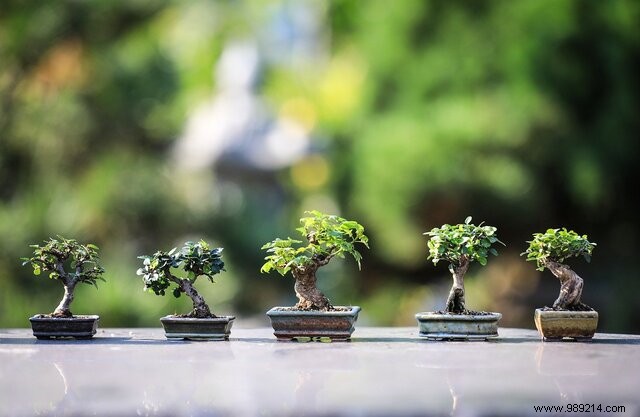 Why Start Growing Bonsai? Reconnect with Nature, Patience, and Timeless Beauty