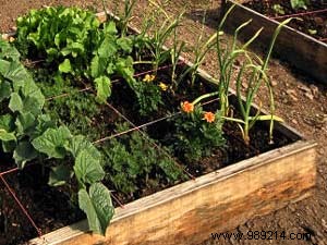 How to Start Your Own Vegetable Garden: Proven Tips for Beginners