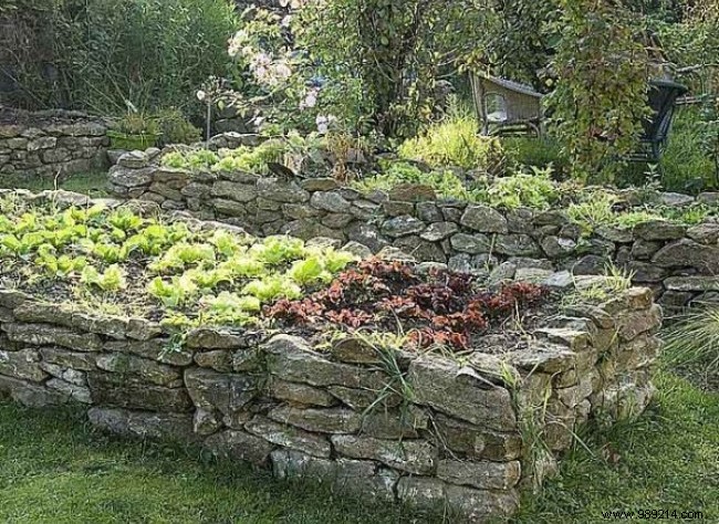 How to Start Your Own Vegetable Garden: Proven Tips for Beginners