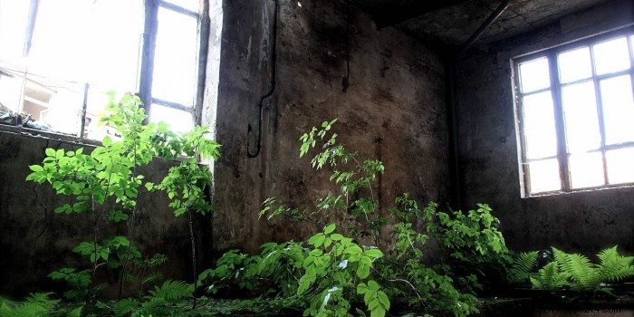 Create a Serene Indoor Garden: Expert Space-Saving Ideas for Relaxation