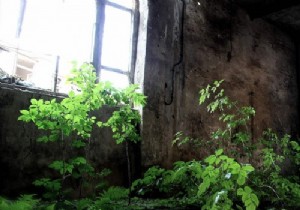 Create a Serene Indoor Garden: Expert Space-Saving Ideas for Relaxation