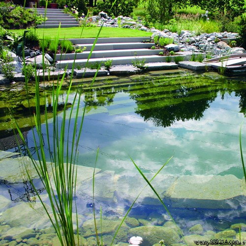 Is a Natural Swimming Pool Worth It? Expert Insights on Eco-Friendly Luxury