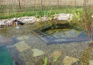 Is a Natural Swimming Pool Worth It? Expert Insights on Eco-Friendly Luxury