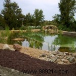 Is a Natural Swimming Pool Worth It? Expert Insights on Eco-Friendly Luxury