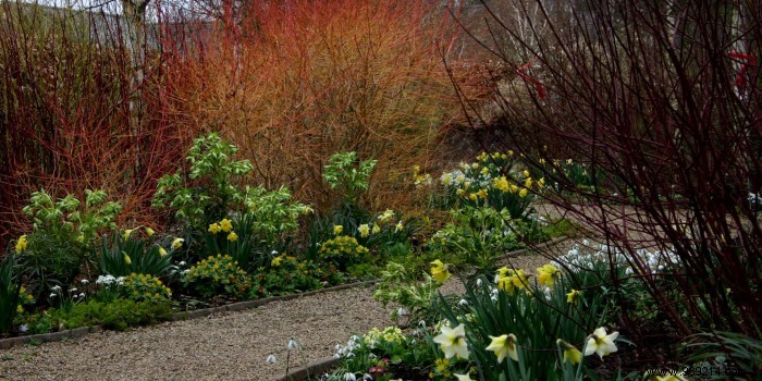How to Create a Stunning Winter Garden: Expert Tips for Year-Round Color