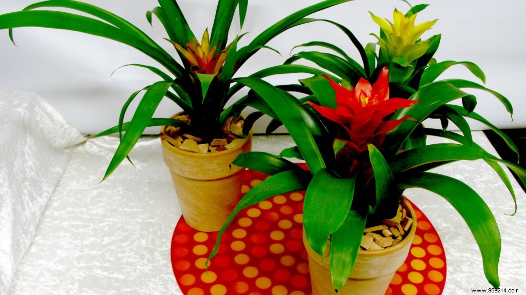 Top 3 Indoor Plants That Bloom Vibrantly Through Winter