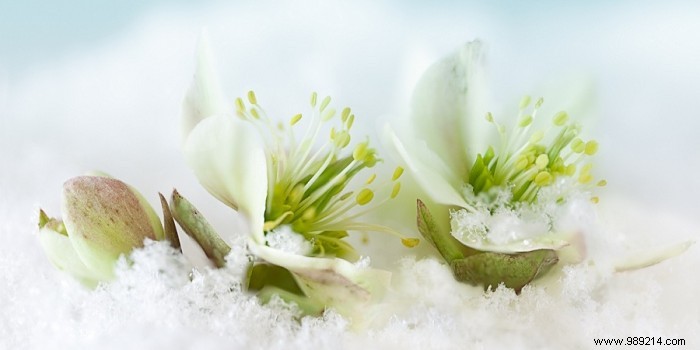 Top 3 Indoor Plants That Bloom Vibrantly Through Winter