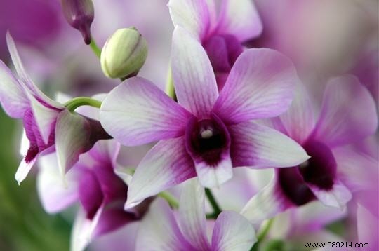 Top 3 Indoor Plants That Bloom Vibrantly Through Winter