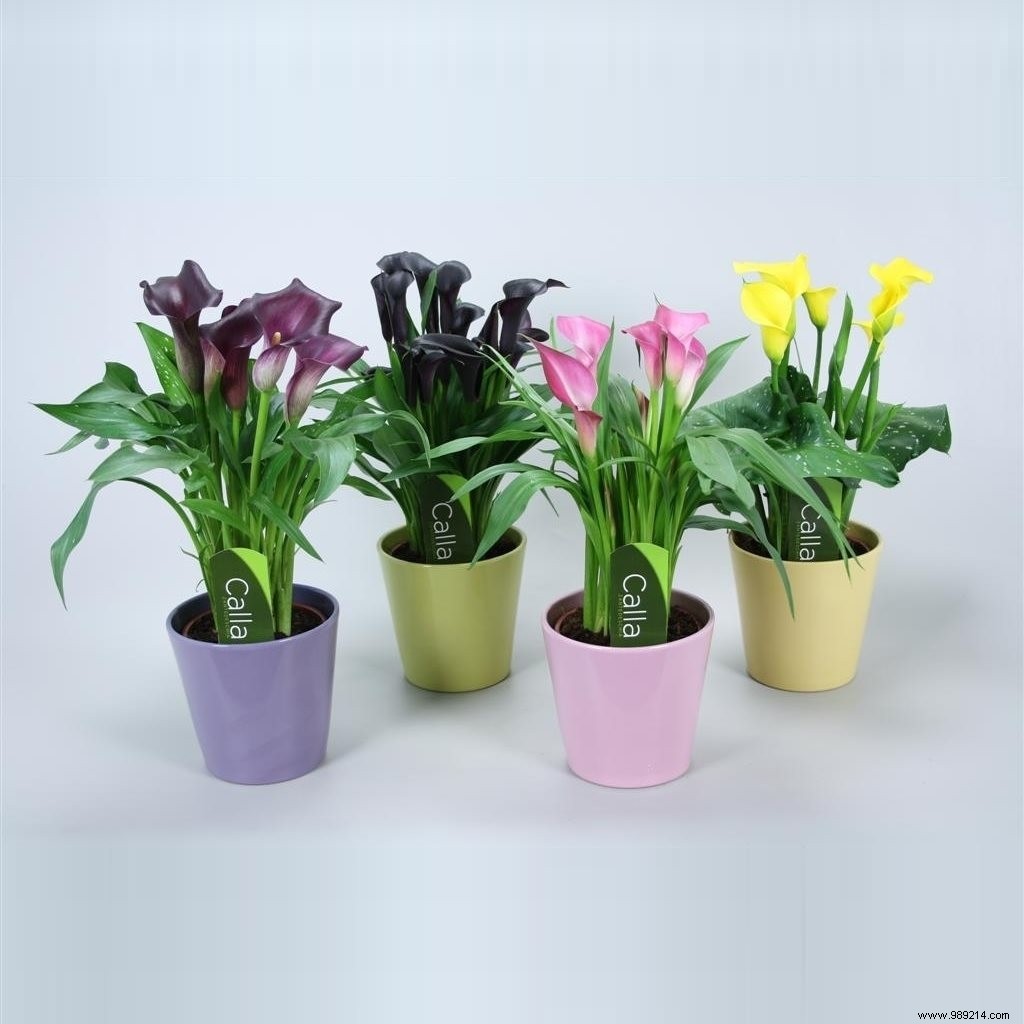 Top 3 Indoor Plants That Bloom Vibrantly Through Winter