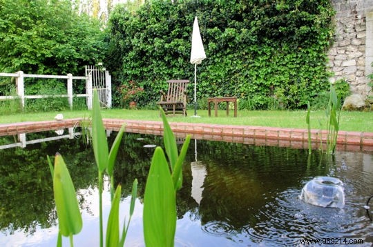 Expert Guide to Selecting and Planting Pond Plants for a Thriving Garden Pond
