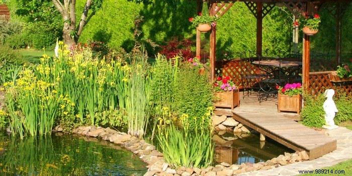 Expert Guide to Selecting and Planting Pond Plants for a Thriving Garden Pond