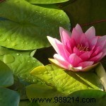 Expert Guide to Selecting and Planting Pond Plants for a Thriving Garden Pond