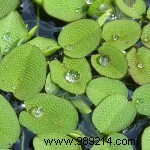 Expert Guide to Selecting and Planting Pond Plants for a Thriving Garden Pond