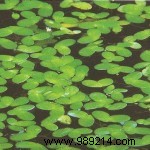 Expert Guide to Selecting and Planting Pond Plants for a Thriving Garden Pond