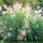 Expert Guide to Selecting and Planting Pond Plants for a Thriving Garden Pond