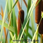 Expert Guide to Selecting and Planting Pond Plants for a Thriving Garden Pond