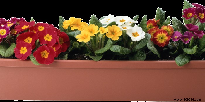 How to Choose the Perfect Pot for Every Plant: Expert Guide on Size and Material