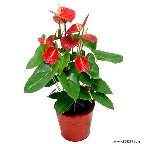 Expert Guide: Protecting Your Plants from Winter Frost and Cold