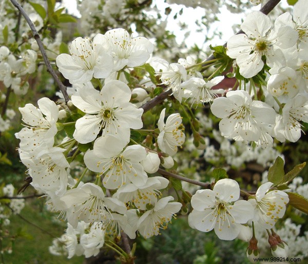 The Ultimate Guide to Garden Landscaping: Planning, Design, and Execution